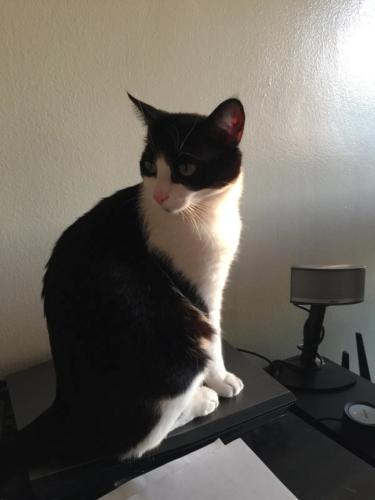 Lost cat in Baldwin Park, CA, 91706