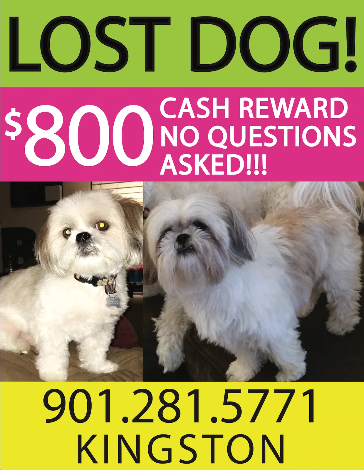 Lost dog in Memphis, TN, 38117
