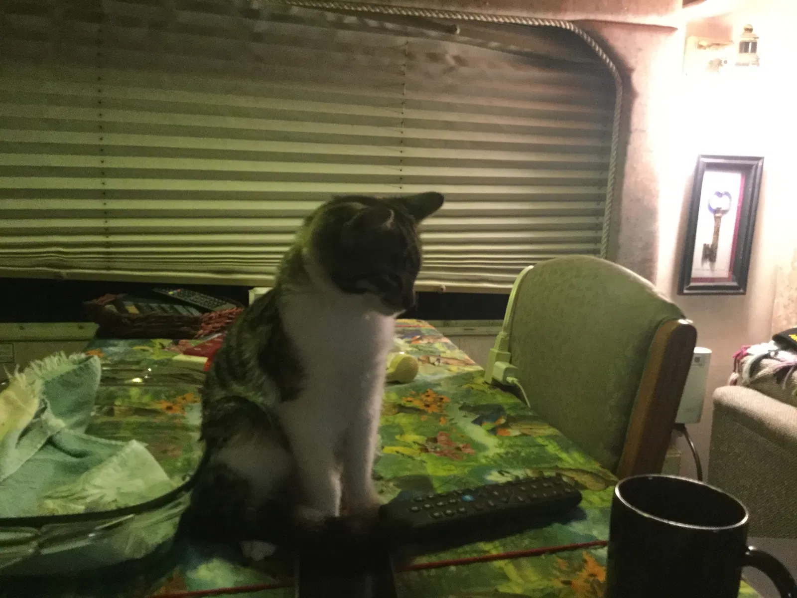 Lost cat in Yuma, AZ, 85367