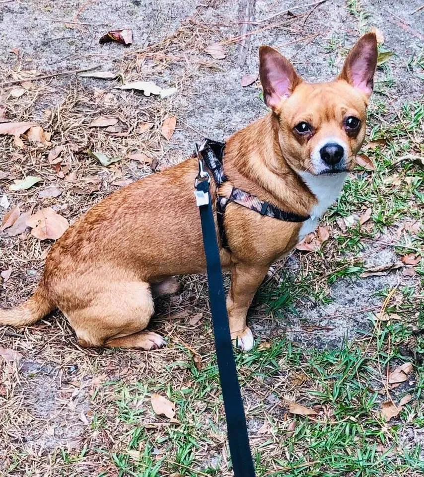 Lost dog in Cordele, GA, 31015