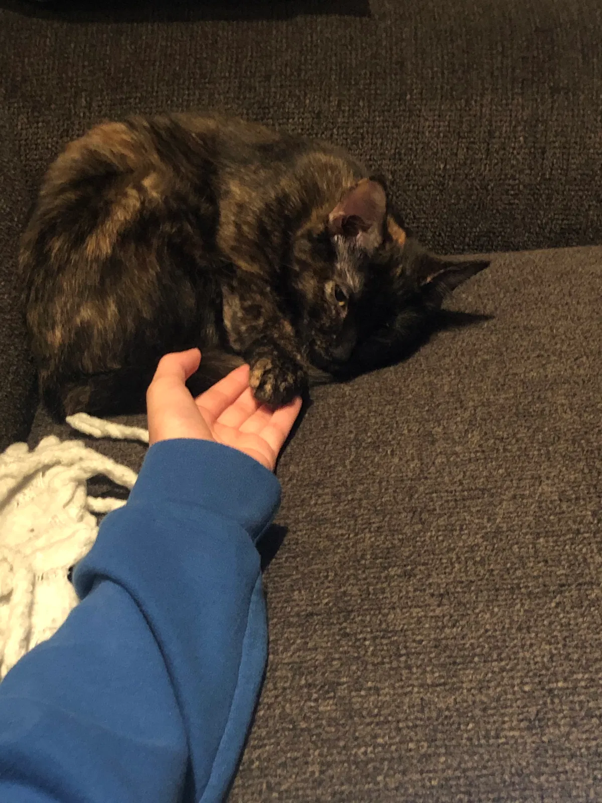 Lost cat in Orland Park, IL, 60462