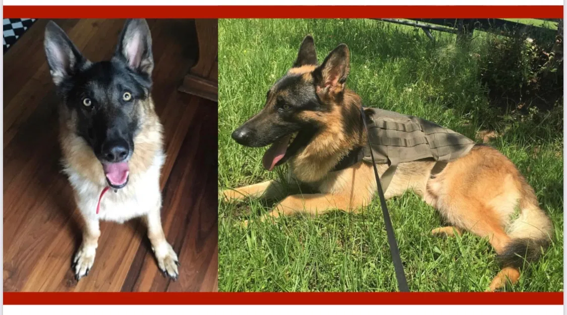 Lost dog in Fayetteville, TX, 78940