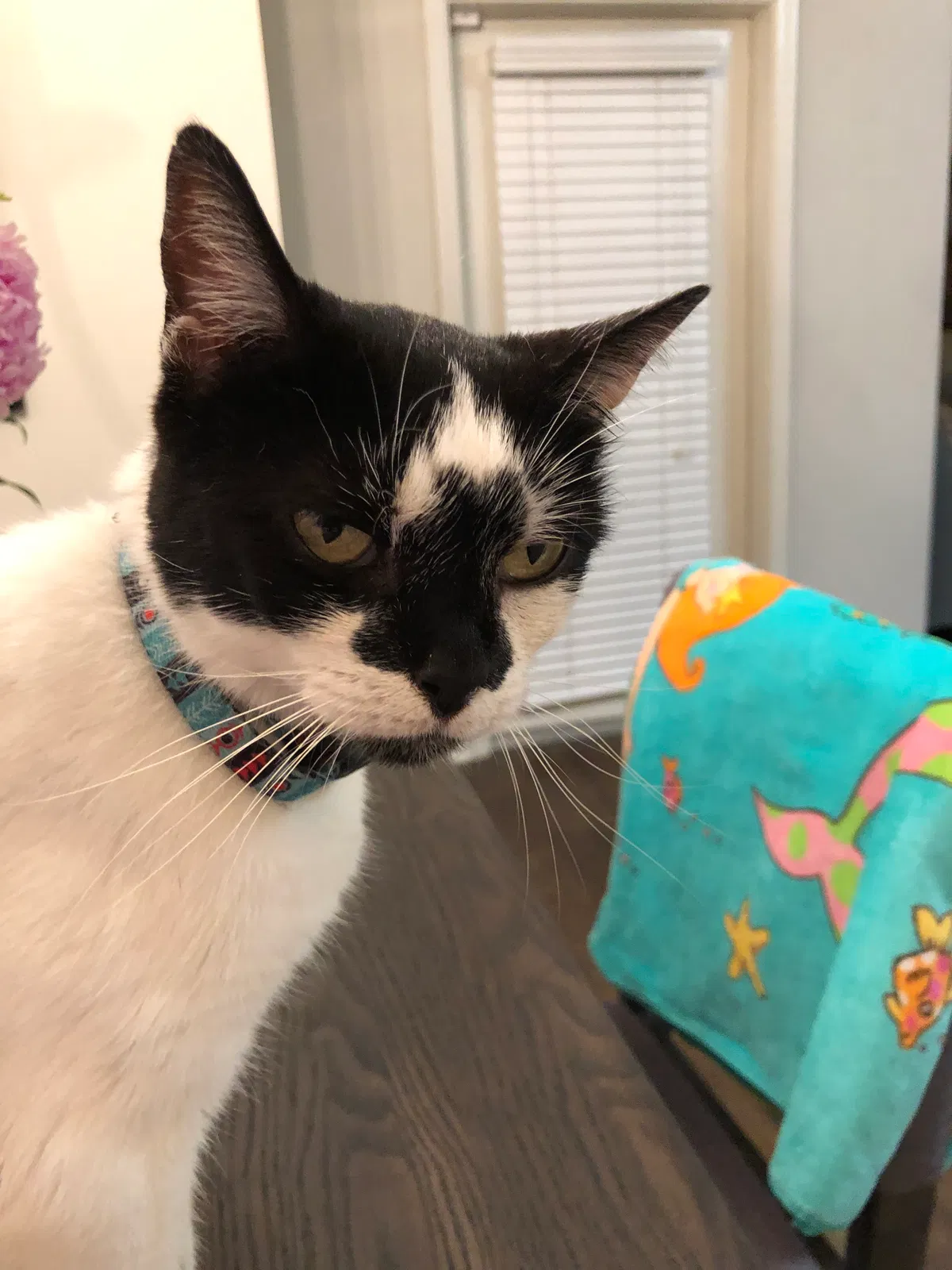 Lost cat in Tallulah, LA, 71282