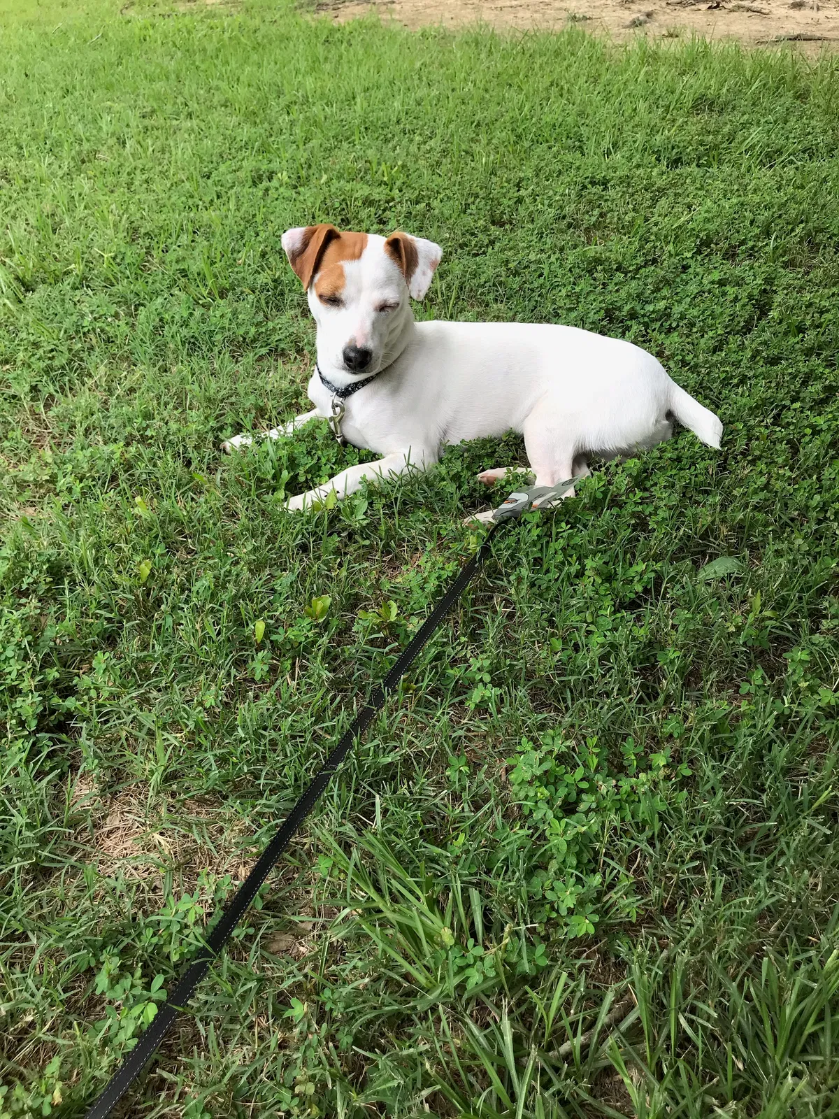 Lost dog in Ore City, TX, 75683