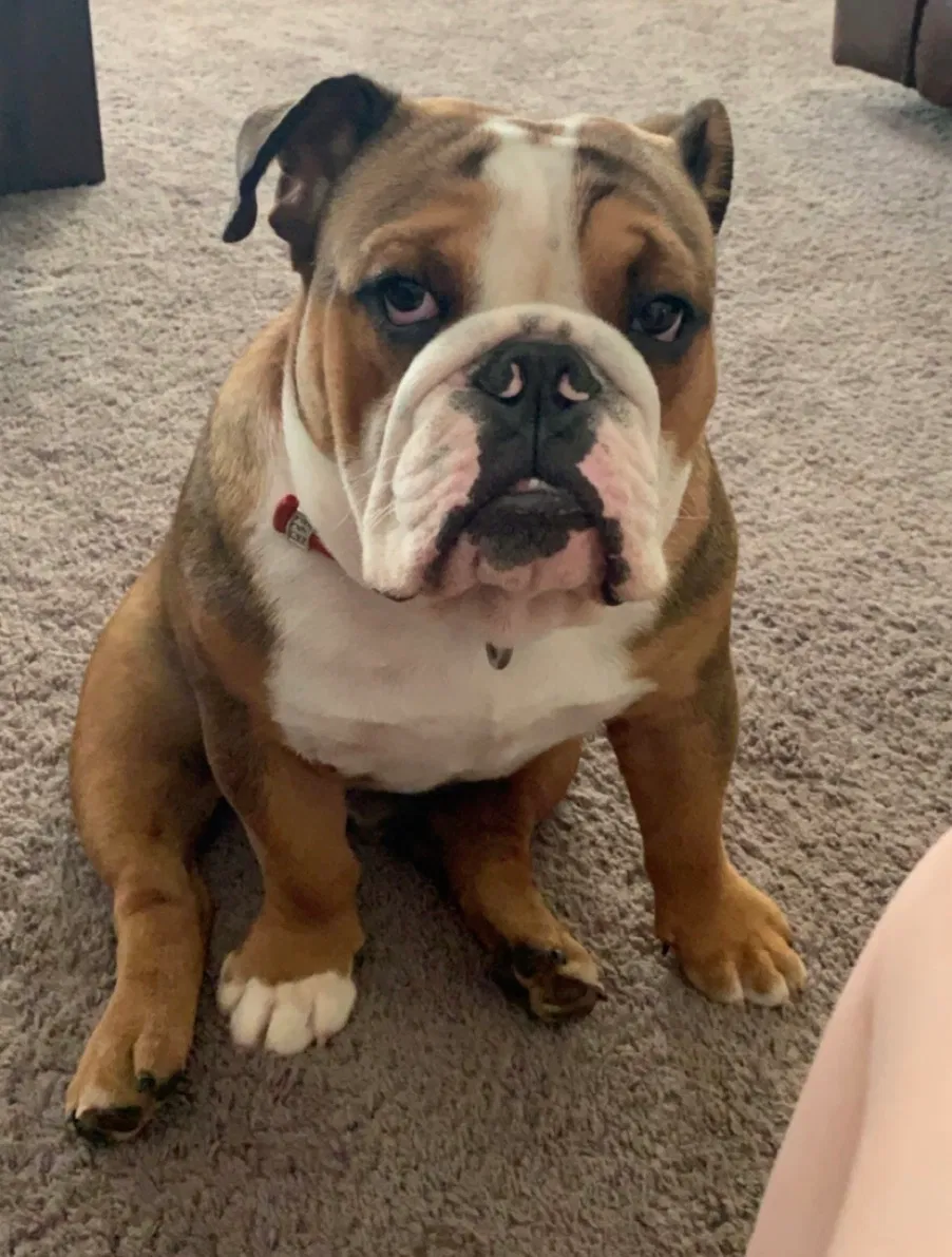 Lost dog in Senoia, GA, 30276