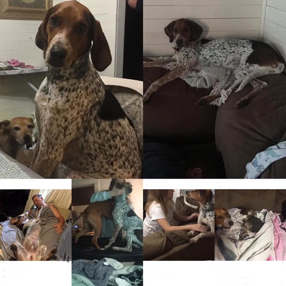 Lost dog in Athens, TN, 37303