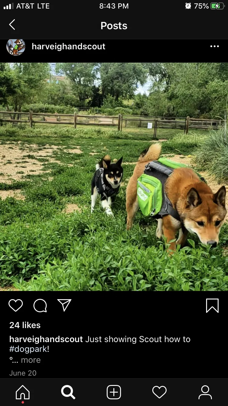 Lost dog in Boulder, CO, 80305