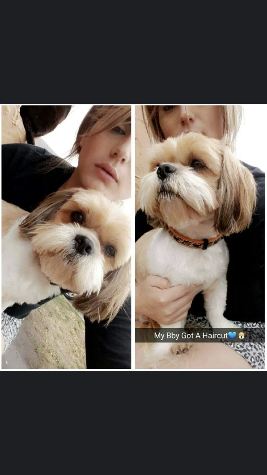Lost dog in Salinas, CA, 93901