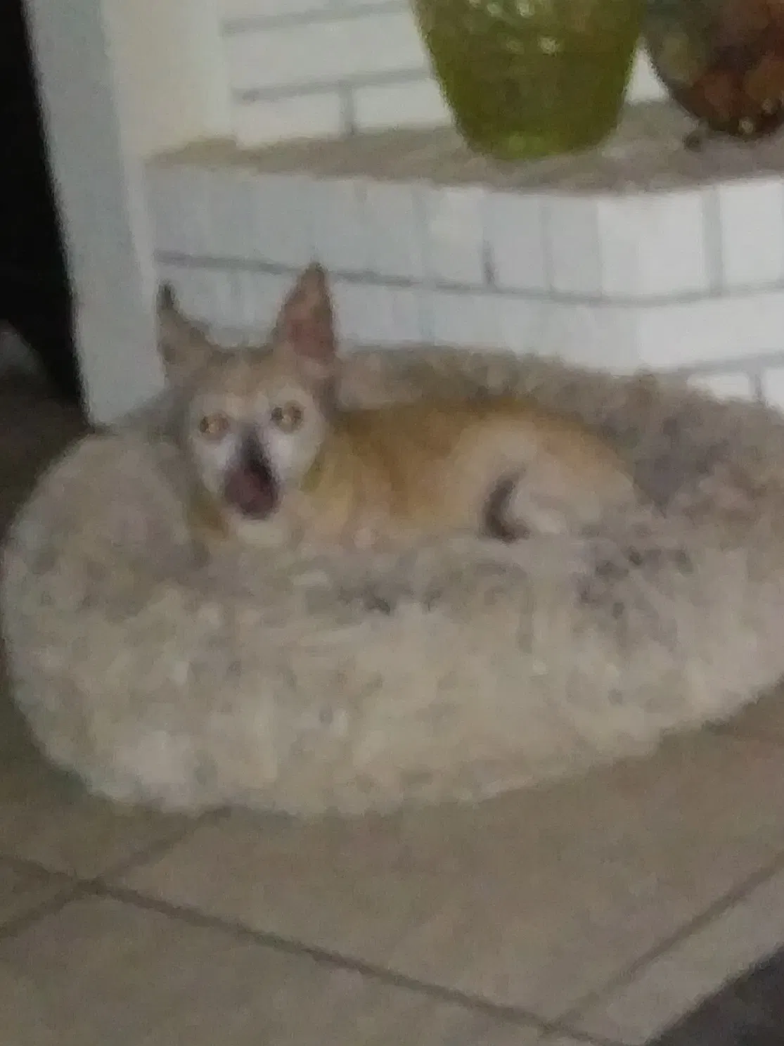 Lost dog in Orlando, FL, 32807
