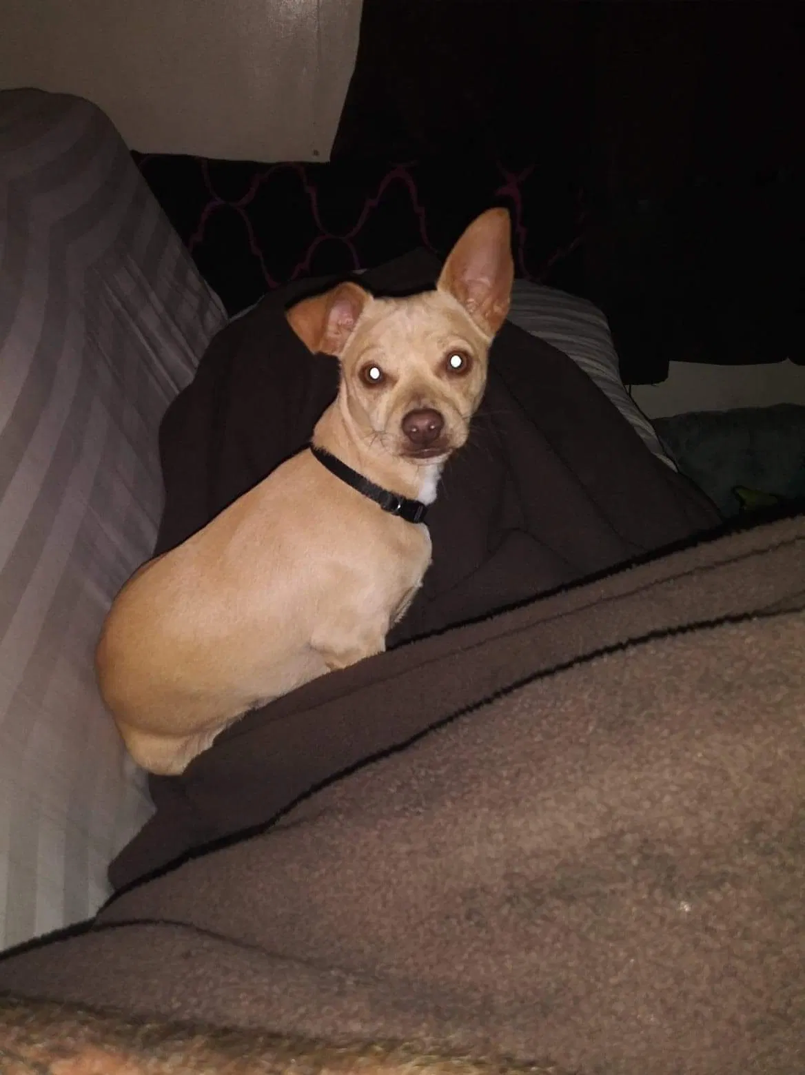 Lost dog in Cleveland, TX, 77328