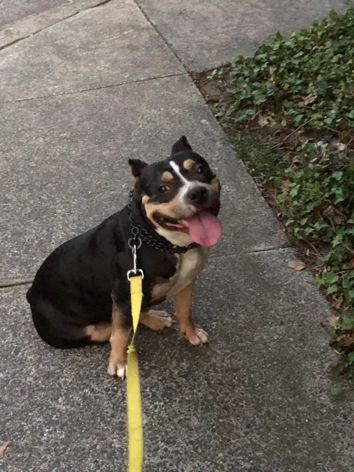 Lost dog in Chapel Hill, NC, 27517