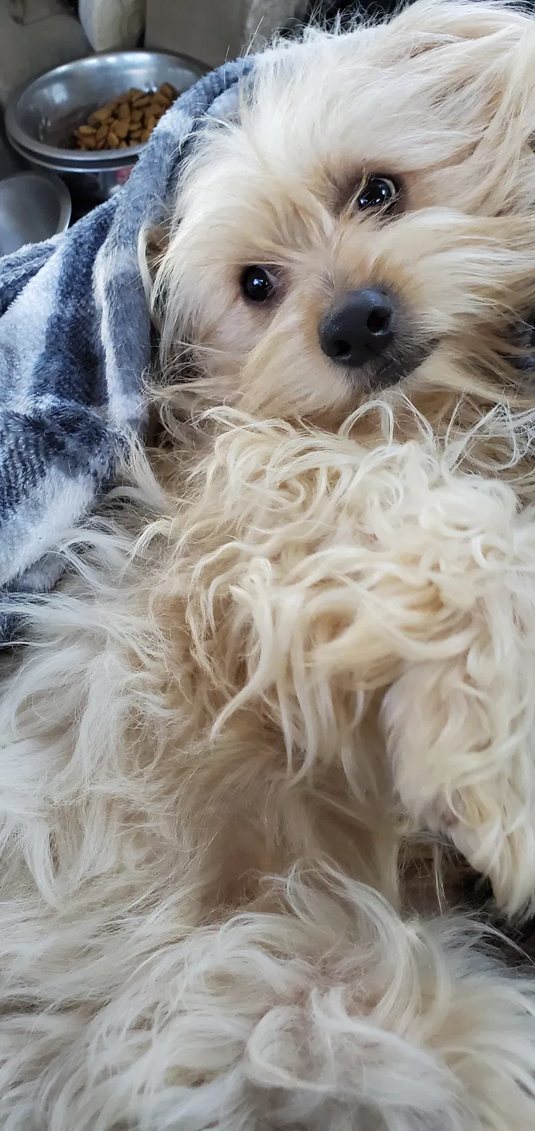 Lost dog in Mableton, GA, 30126