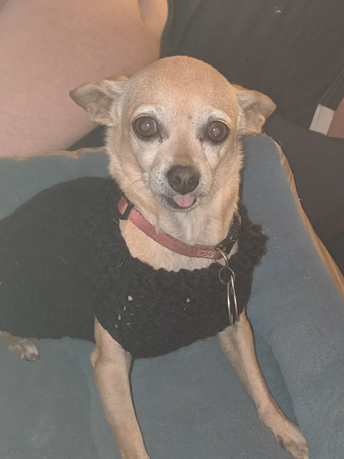 Lost dog in Spring Valley, CA, 91977