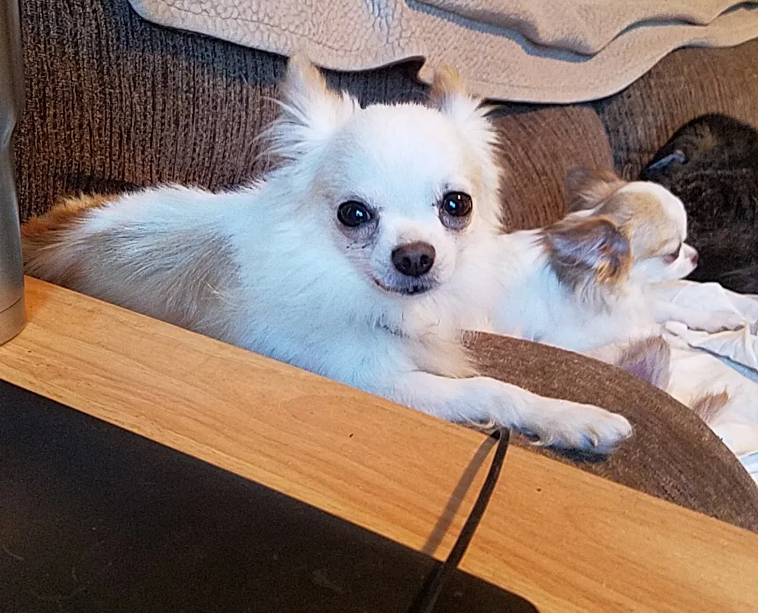 Lost dog in Saint Louis, MO, 63104