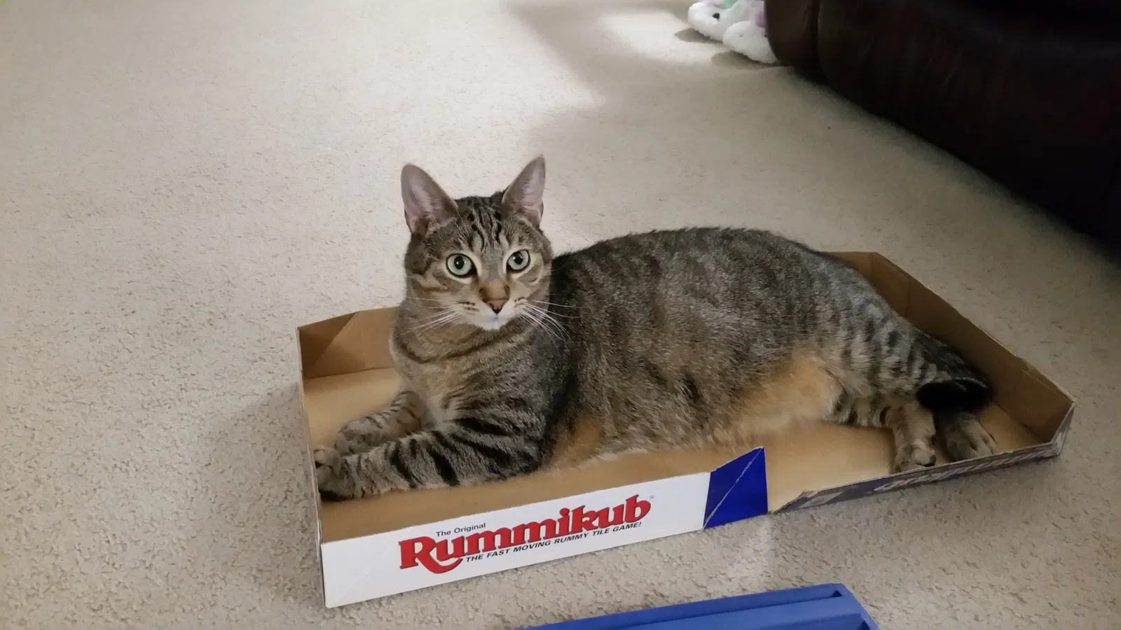 Lost cat in Murrysville, PA, 15668