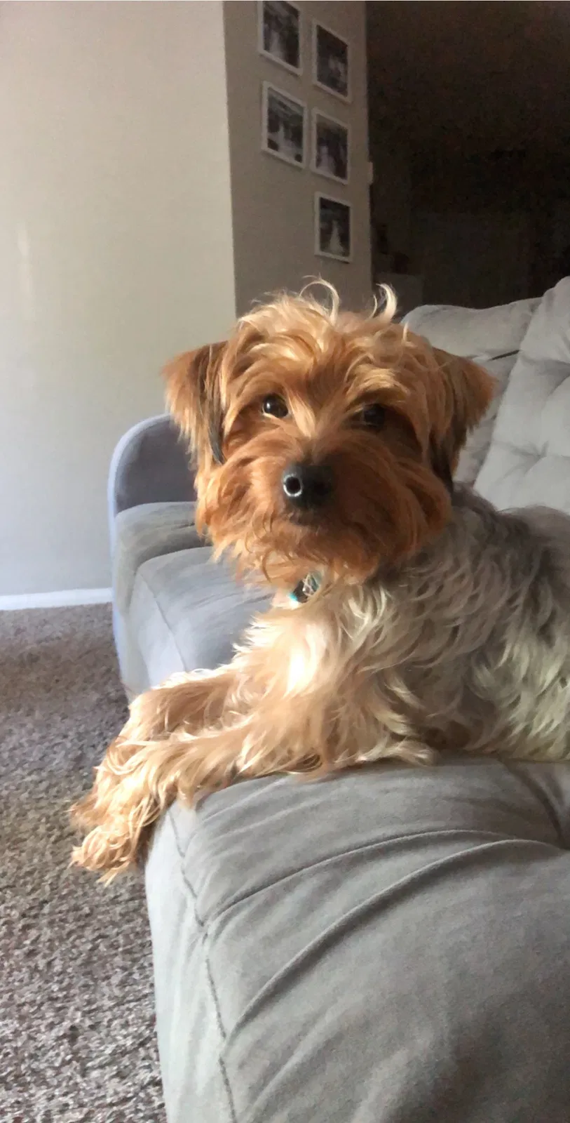 Lost dog in Lithonia, GA, 30058