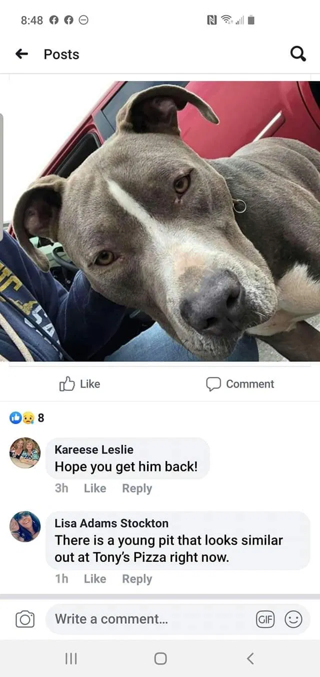 Lost dog in Porterville, CA, 93257