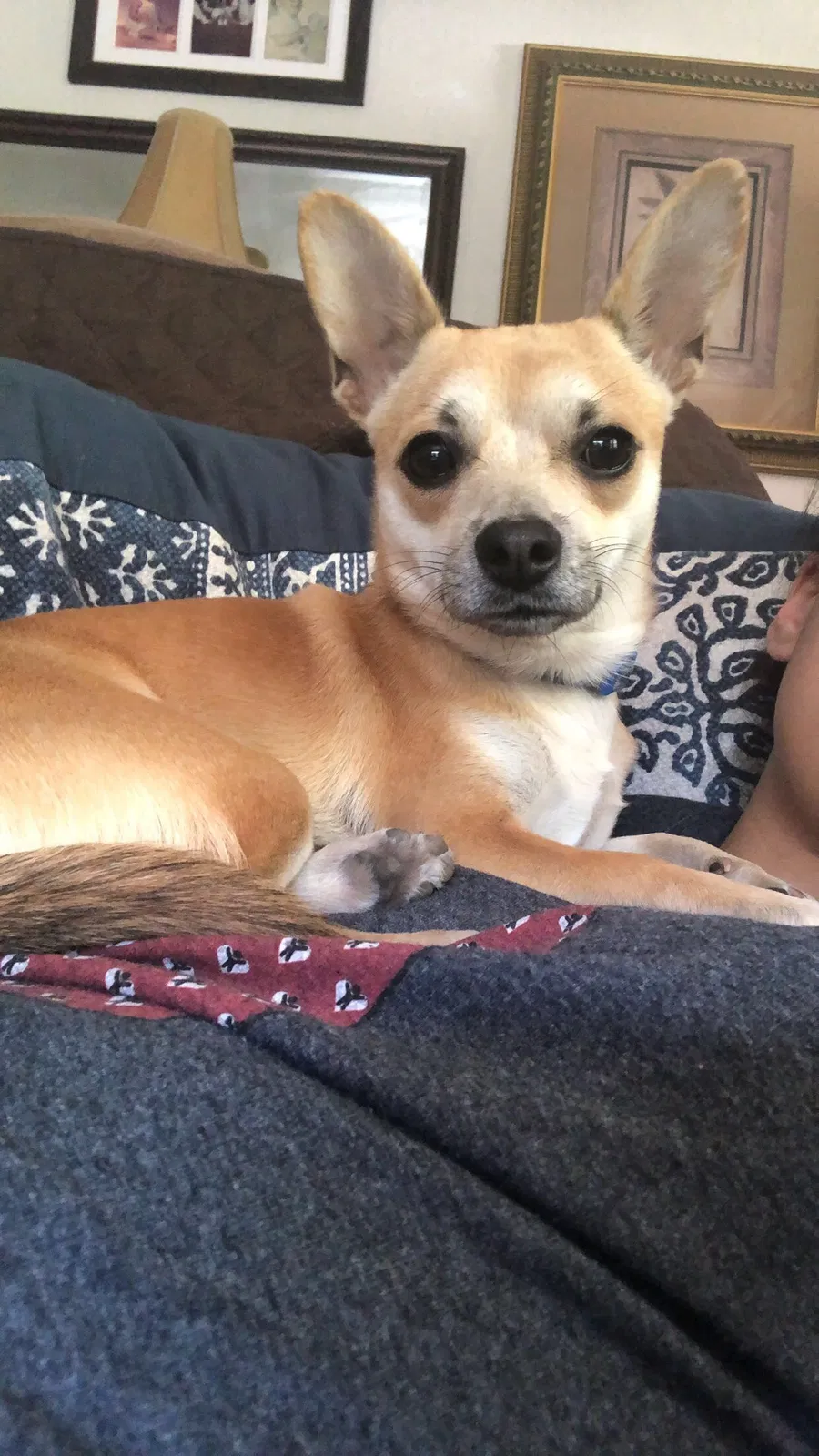 Lost dog in Ormond Beach, FL, 32174