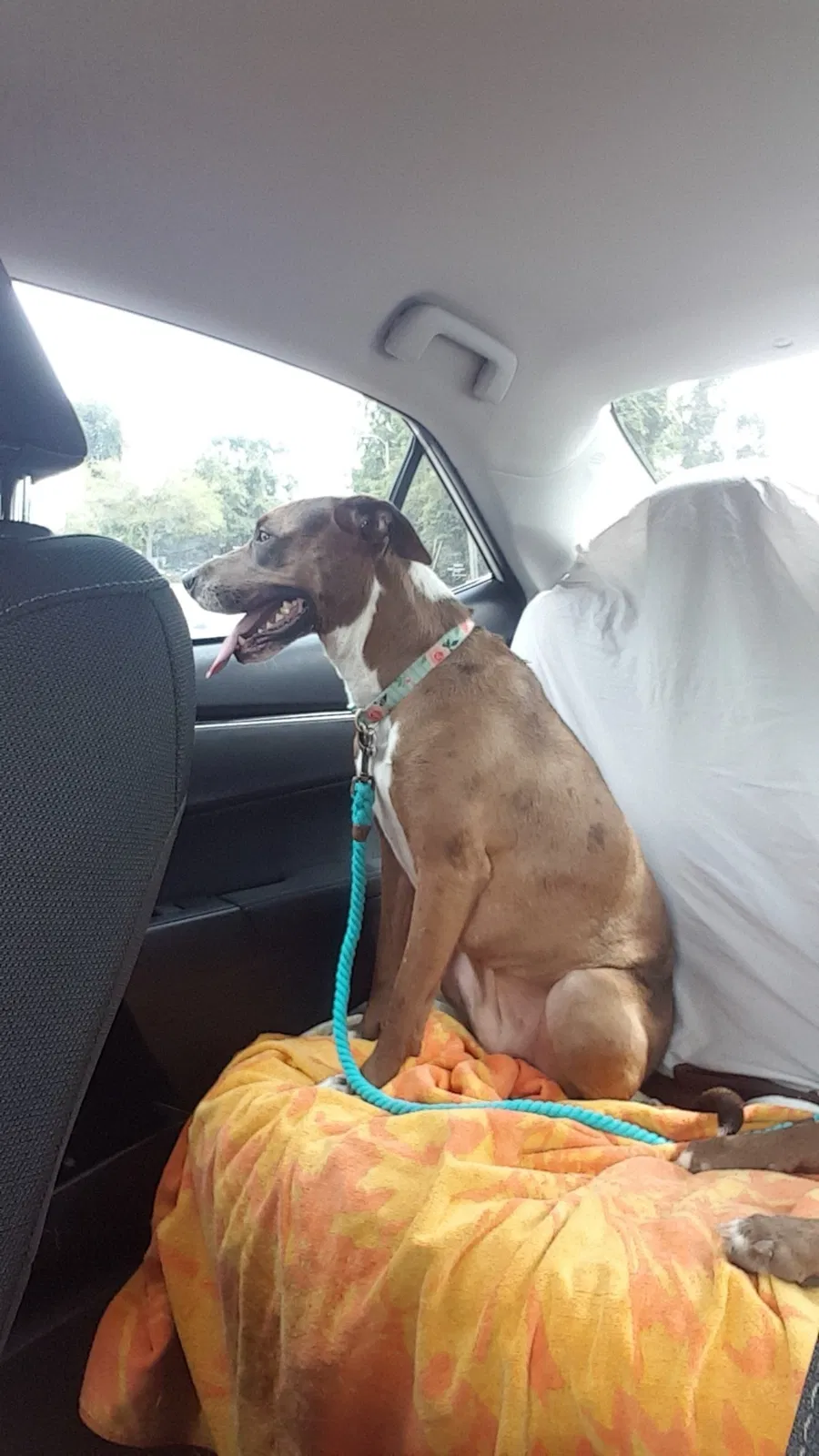 Lost dog in Tallahassee, FL, 32309
