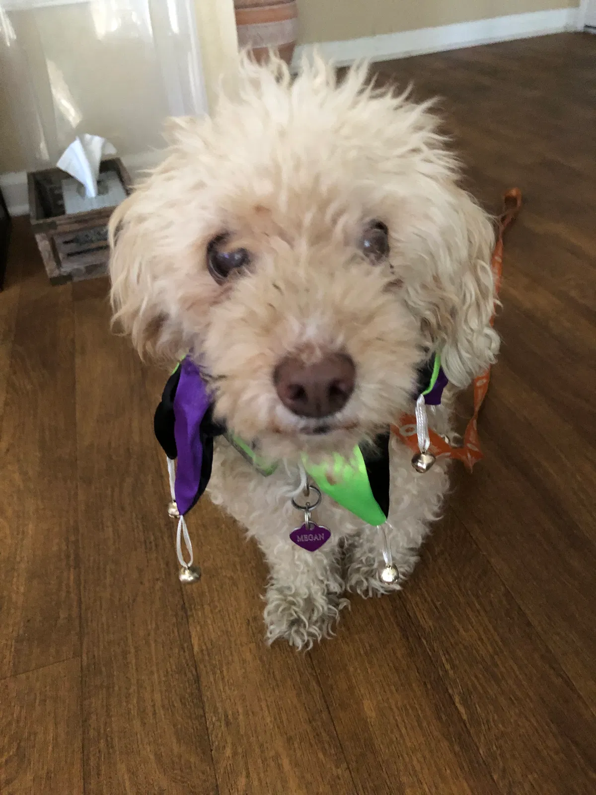 Lost dog in Temecula, CA, 92591