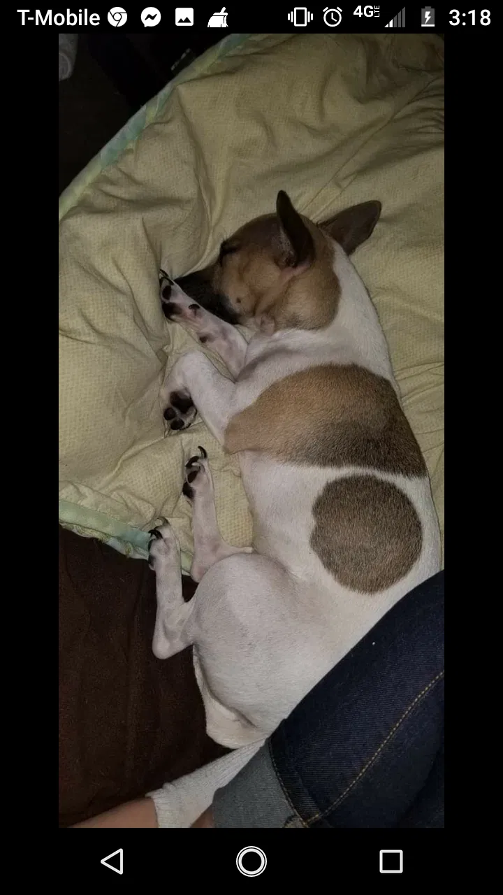 Lost dog in Hudson, FL, 34667