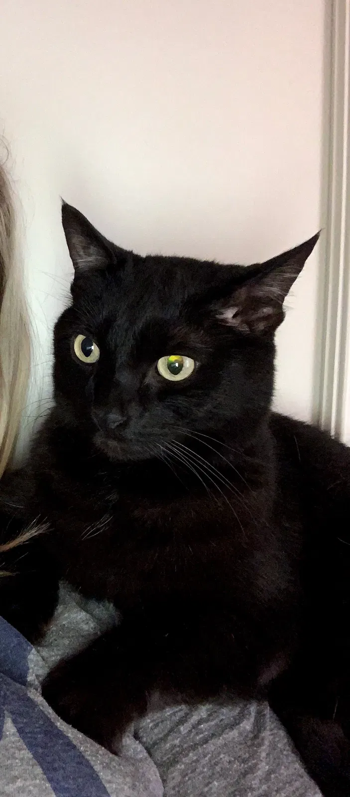 Lost cat in Lexington, KY, 40514