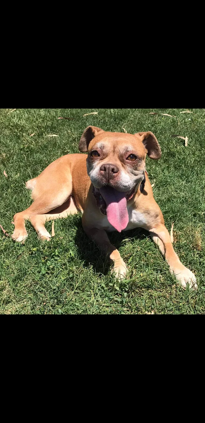 Lost dog in Fort Pierce, FL, 34982
