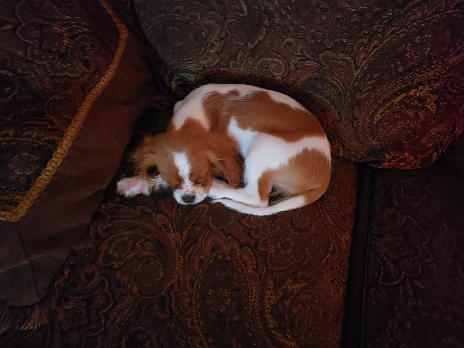 Lost dog in Columbus, OH, 43224
