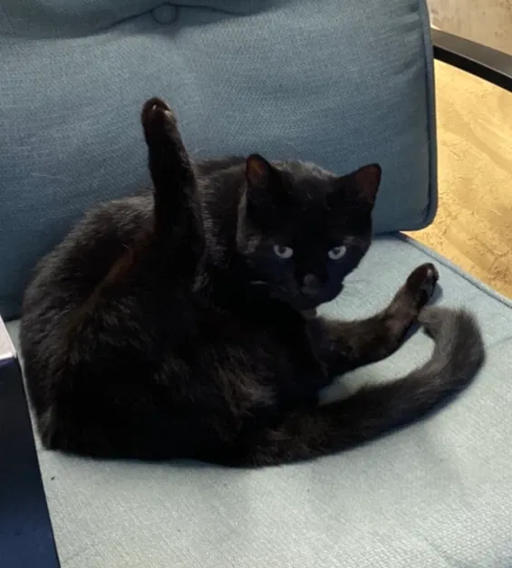 Lost cat in Wilmington, IL, 60481