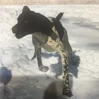 Lost dog in Fort Ripley, MN, 56449