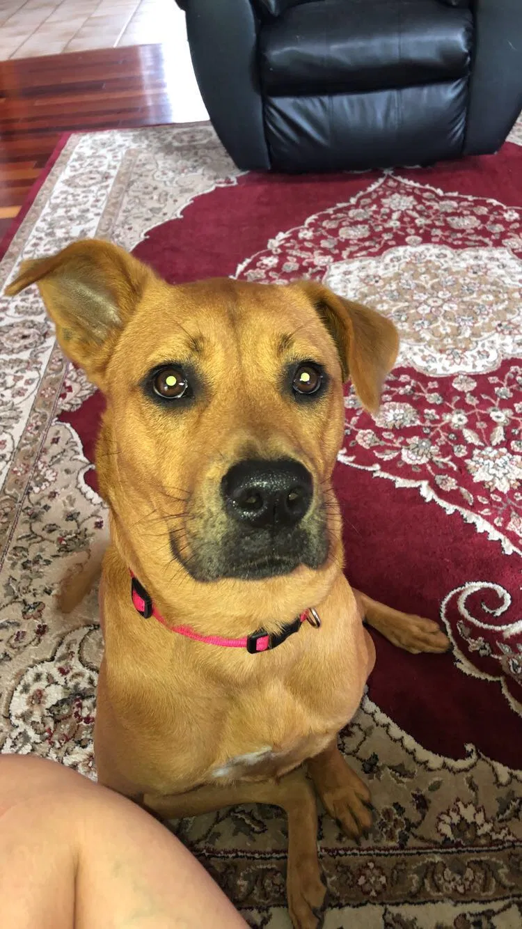 Lost dog in Cincinnati, OH, 45211