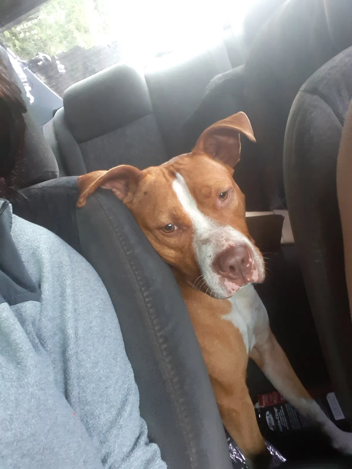 Lost dog in Kingston, WA, 98346