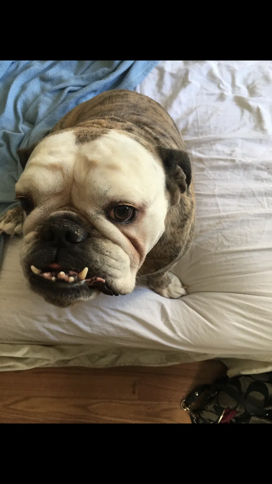 Lost dog in La Jolla, CA, 92037