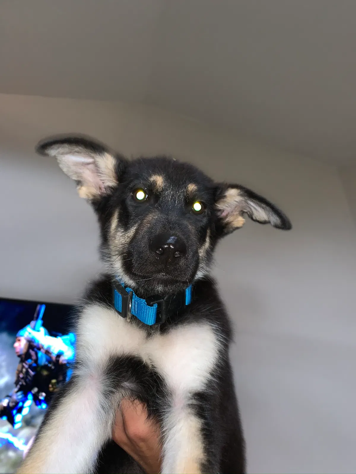 Lost dog in Rio Rancho, NM, 87144