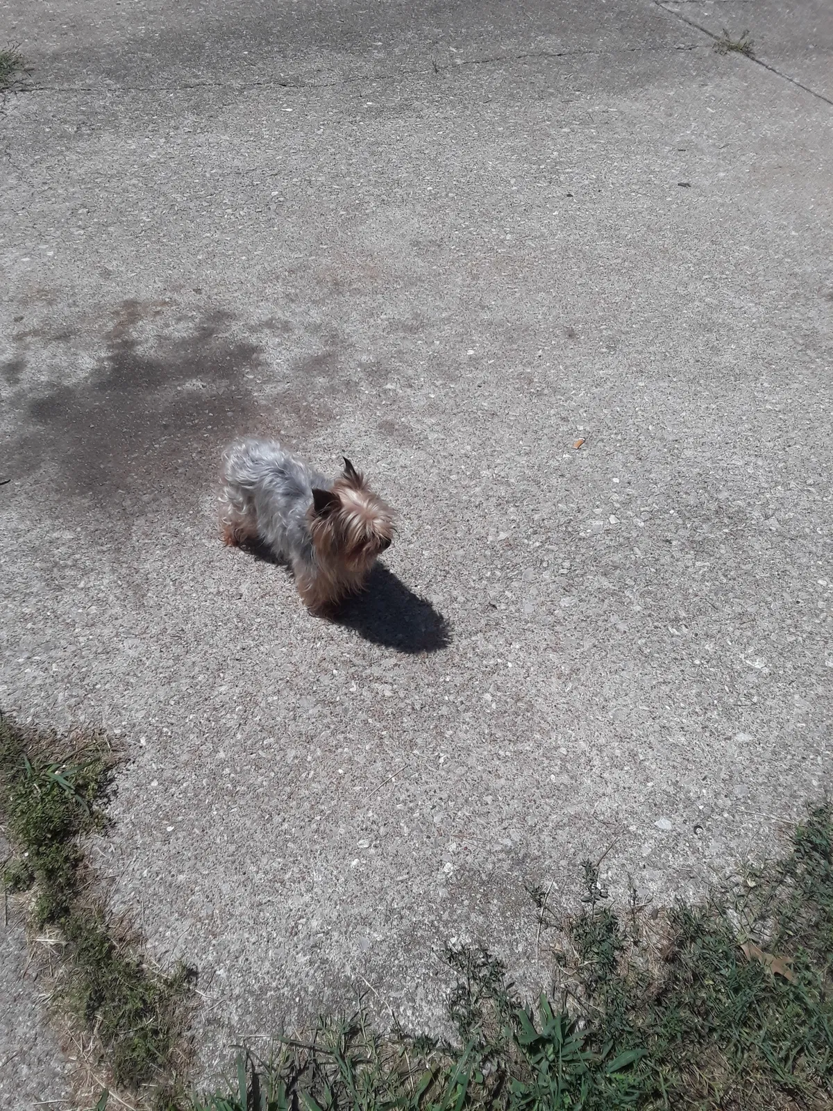 Lost dog in Tacoma, WA, 98404