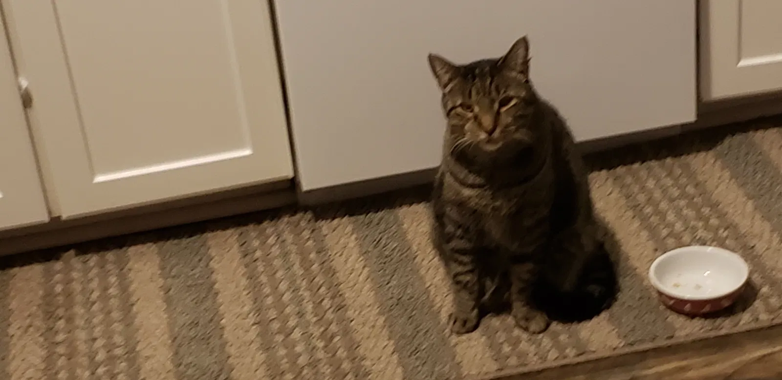 Lost cat in Magnolia, TX, 77355
