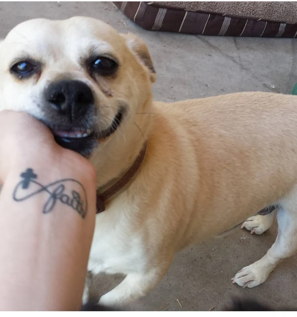 Lost dog in Clovis, CA, 93612