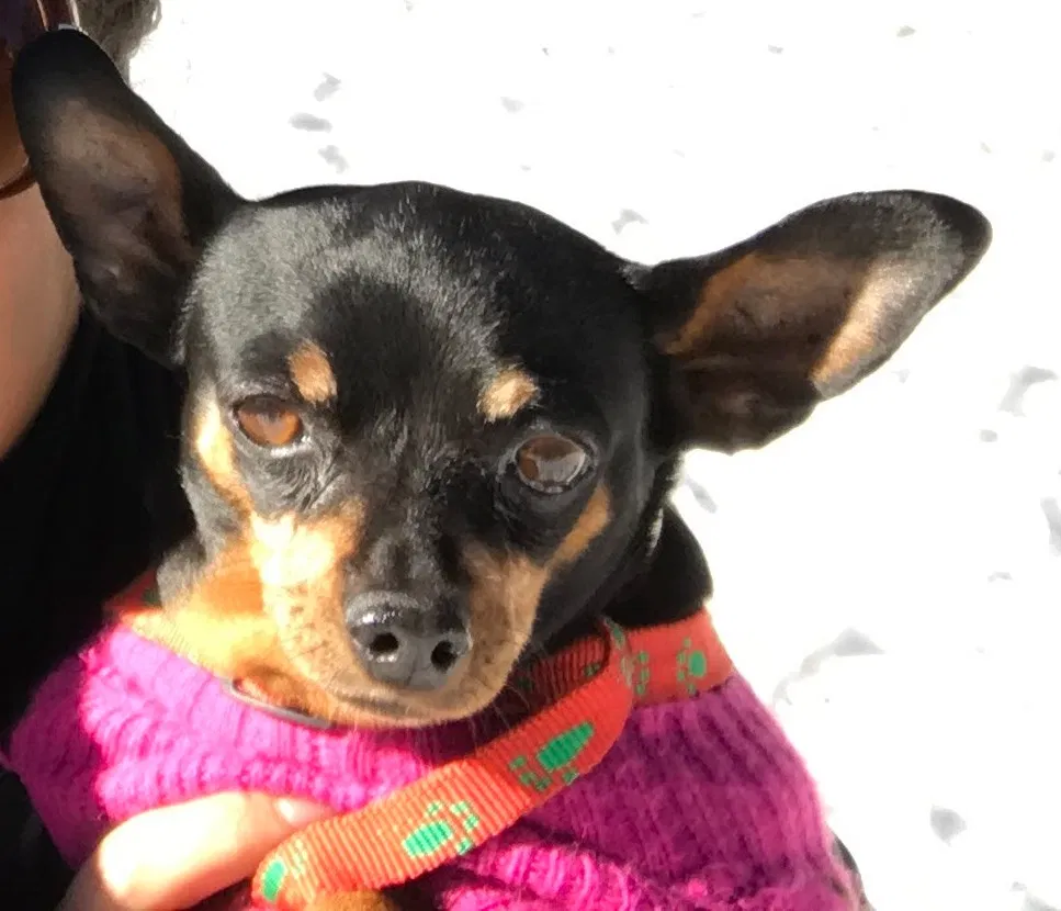 Lost dog in Visalia, CA, 93277
