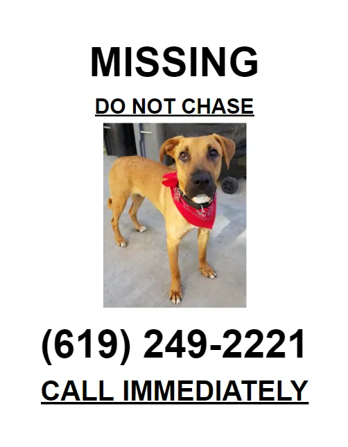 Lost dog in San Diego, CA, 92128