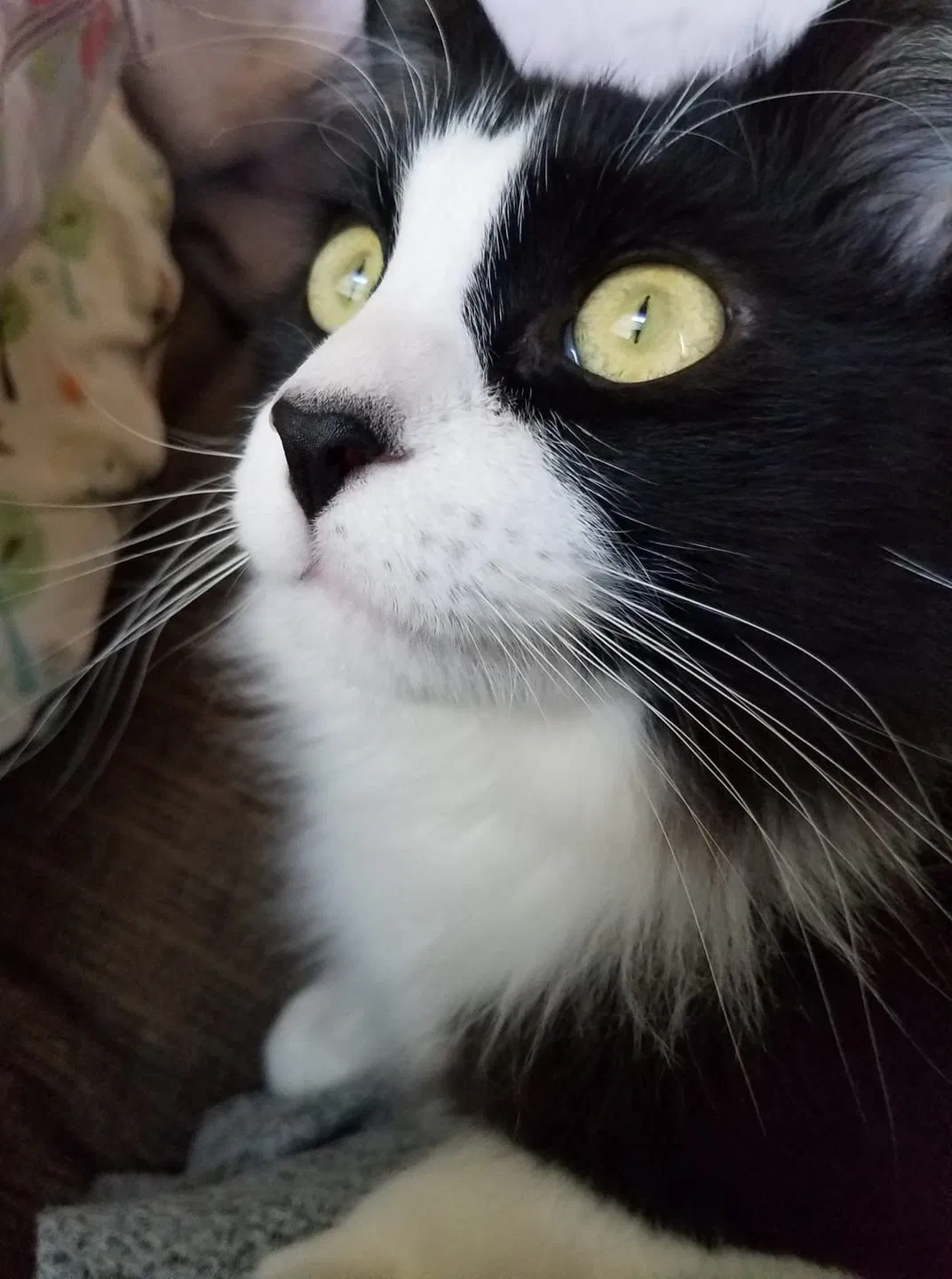 Lost cat in Columbus, OH, 43204