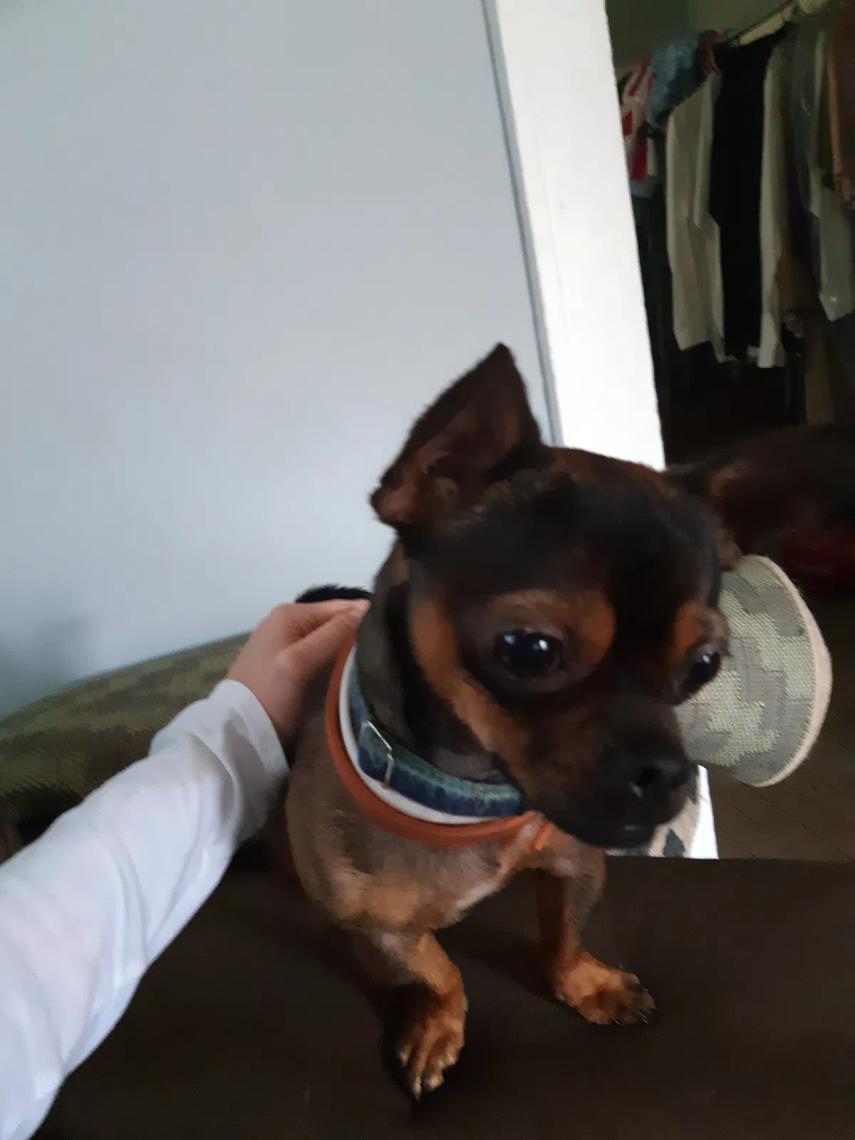 Lost dog in Mount Airy, NC, 27030