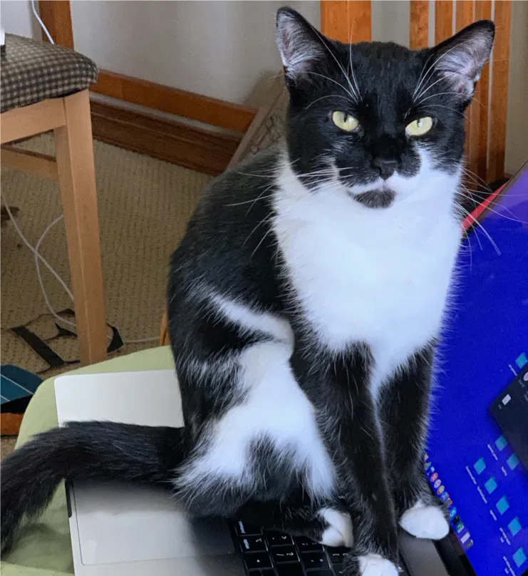 Lost cat in Minneapolis, MN, 55441