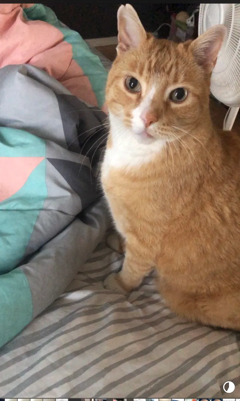Lost cat in West Jordan, UT, 84081