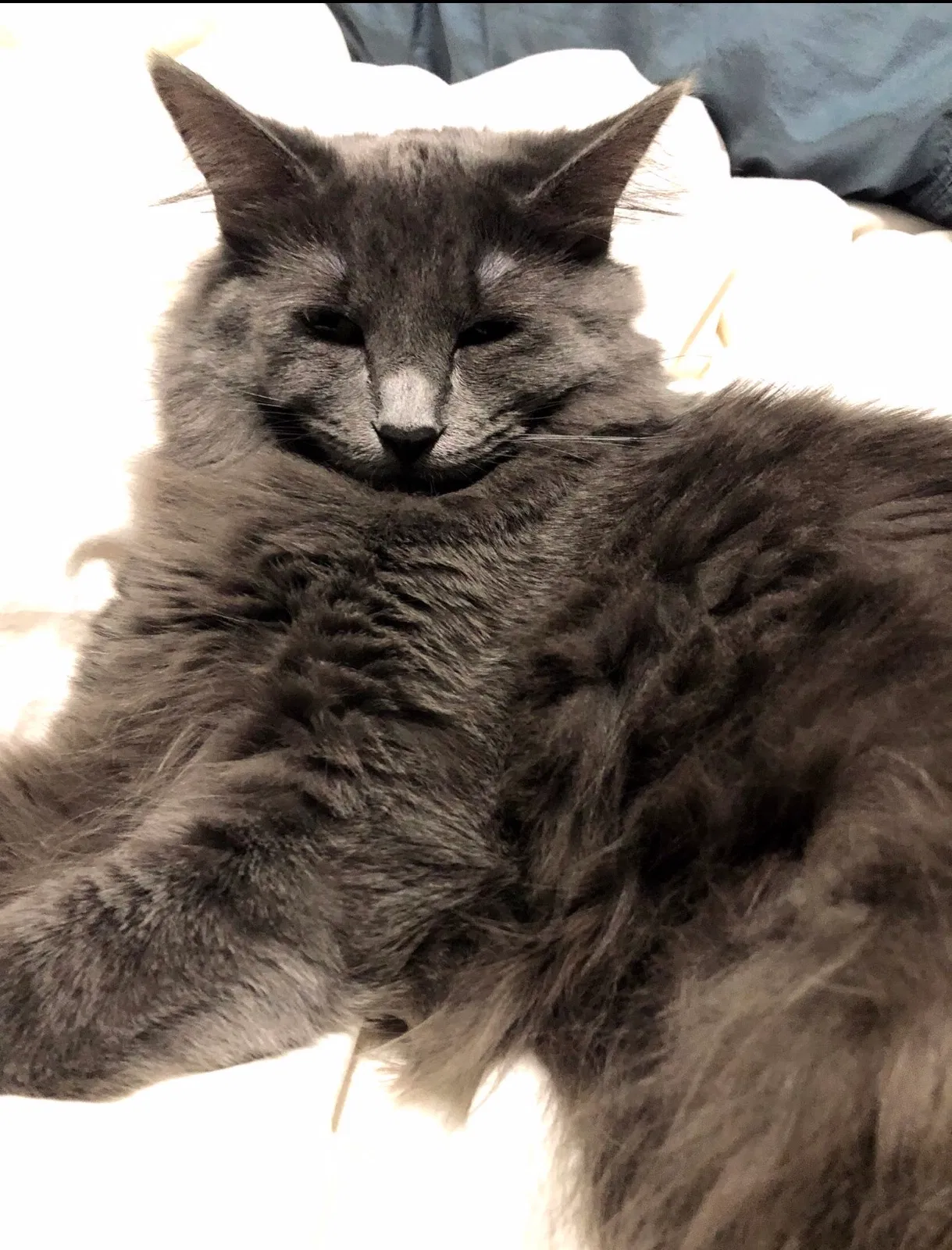 Lost cat in Saint Paul, MN, 55115