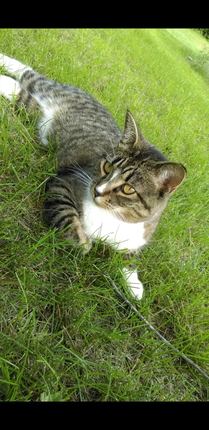 Lost cat in Anoka, MN, 55303