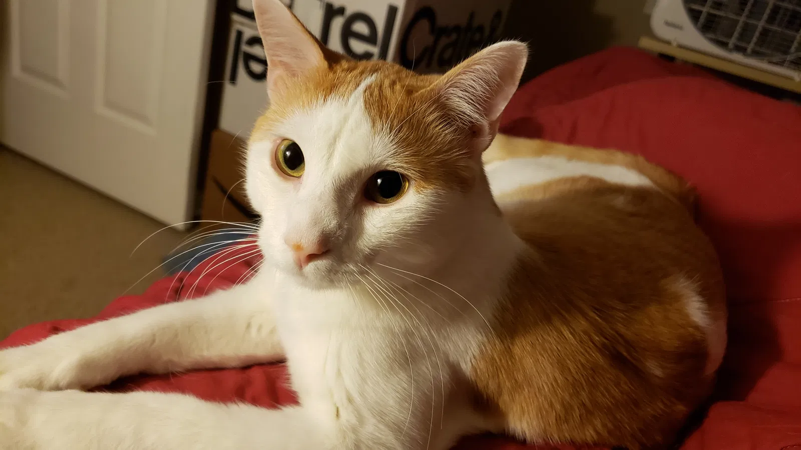 Lost cat in Eden Prairie, MN, 55346