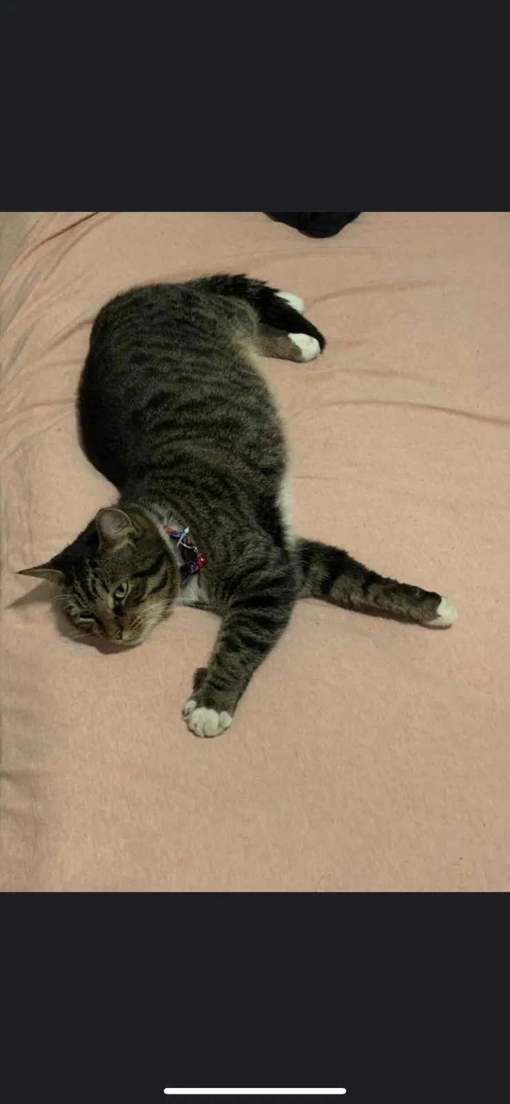 Lost cat in North Charleston, SC, 29405
