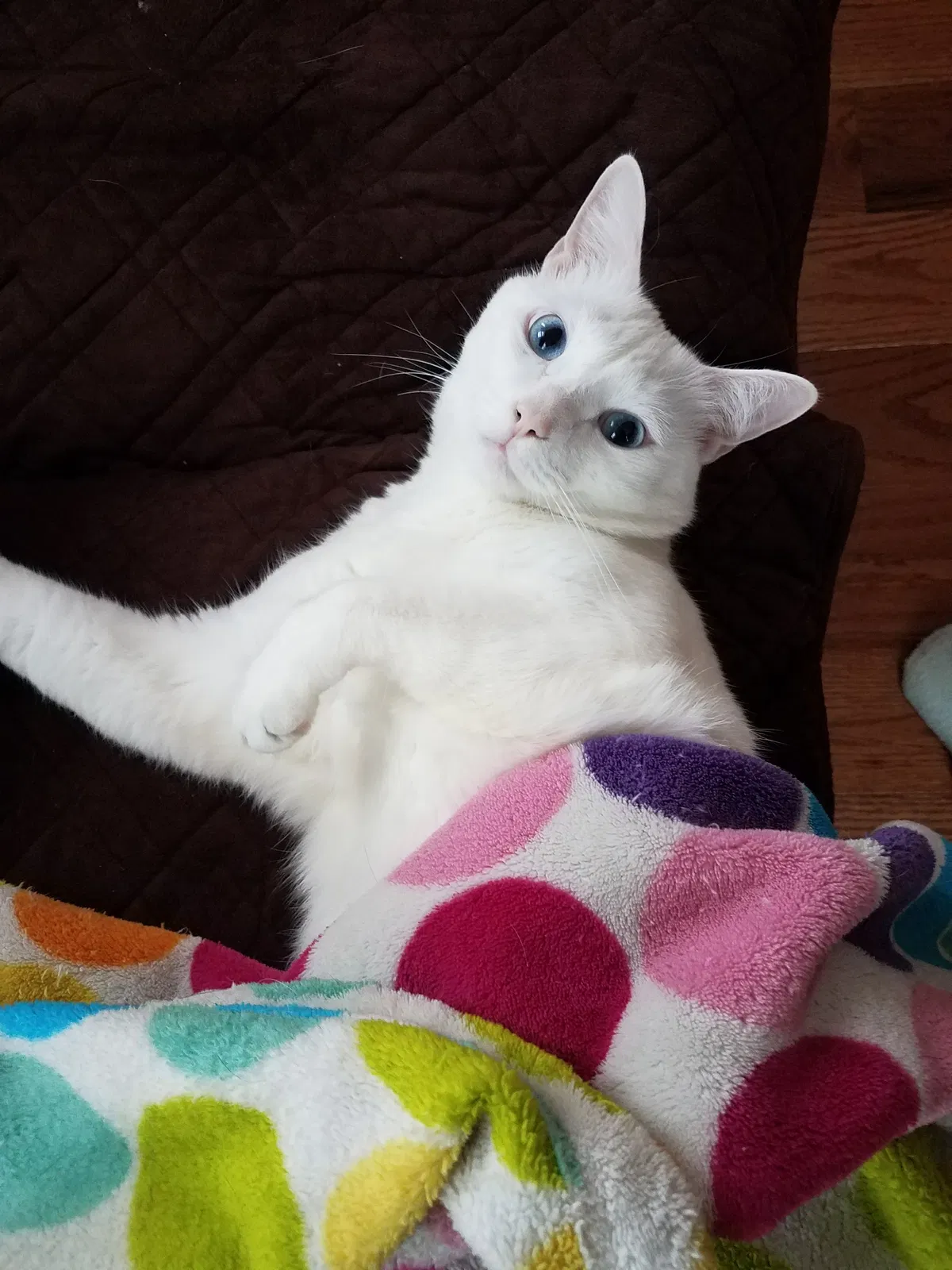 Lost cat in South Yarmouth, MA, 2664