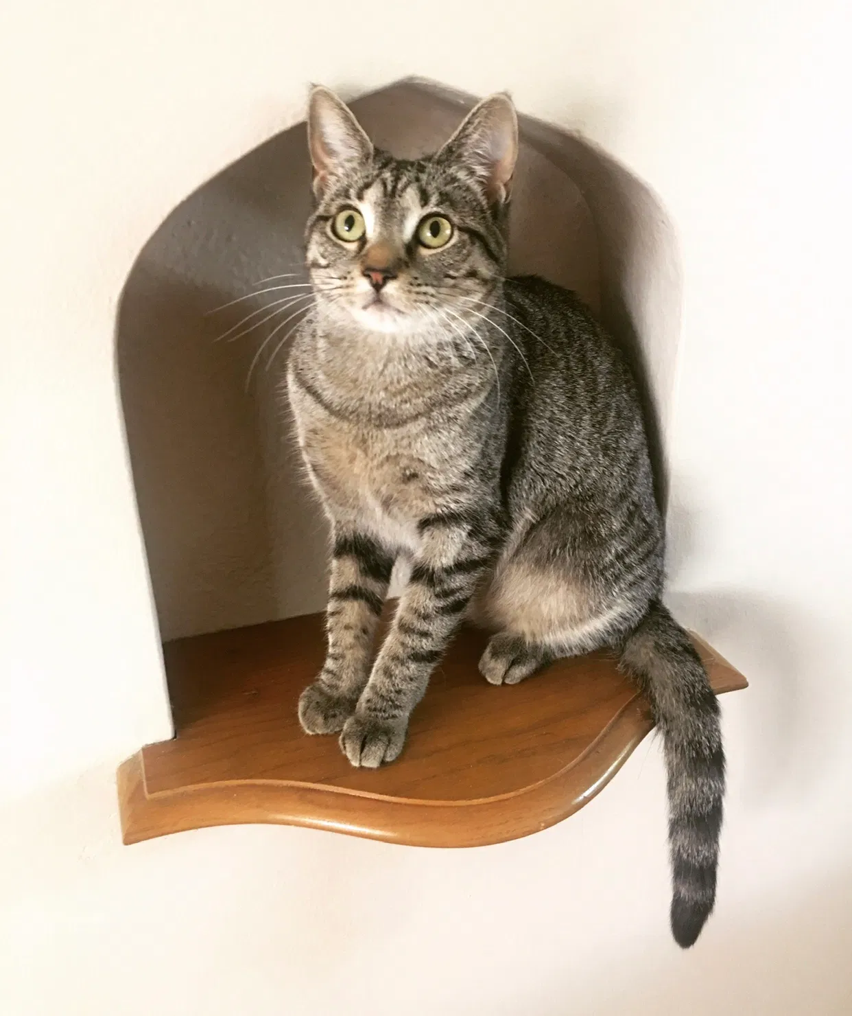 Lost cat in Minneapolis, MN, 55412