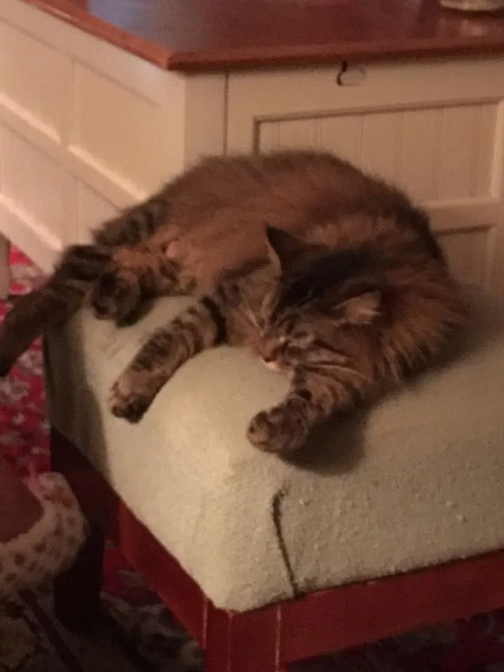 Lost cat in Pensacola, FL, 32526